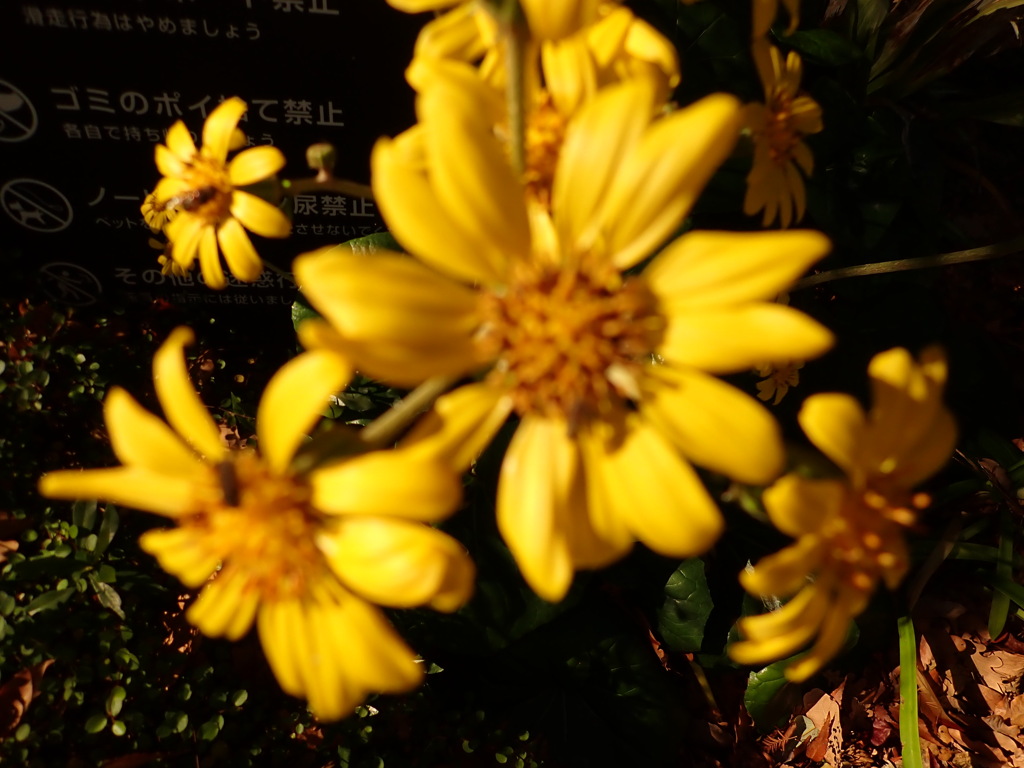 元気もらえますね