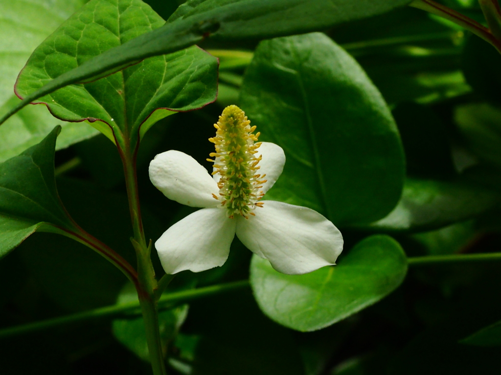 ドクダミの花