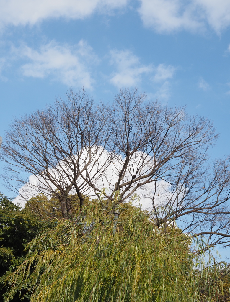 今日の空