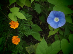 道端で