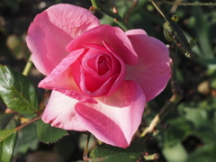 薔薇；しとやかに