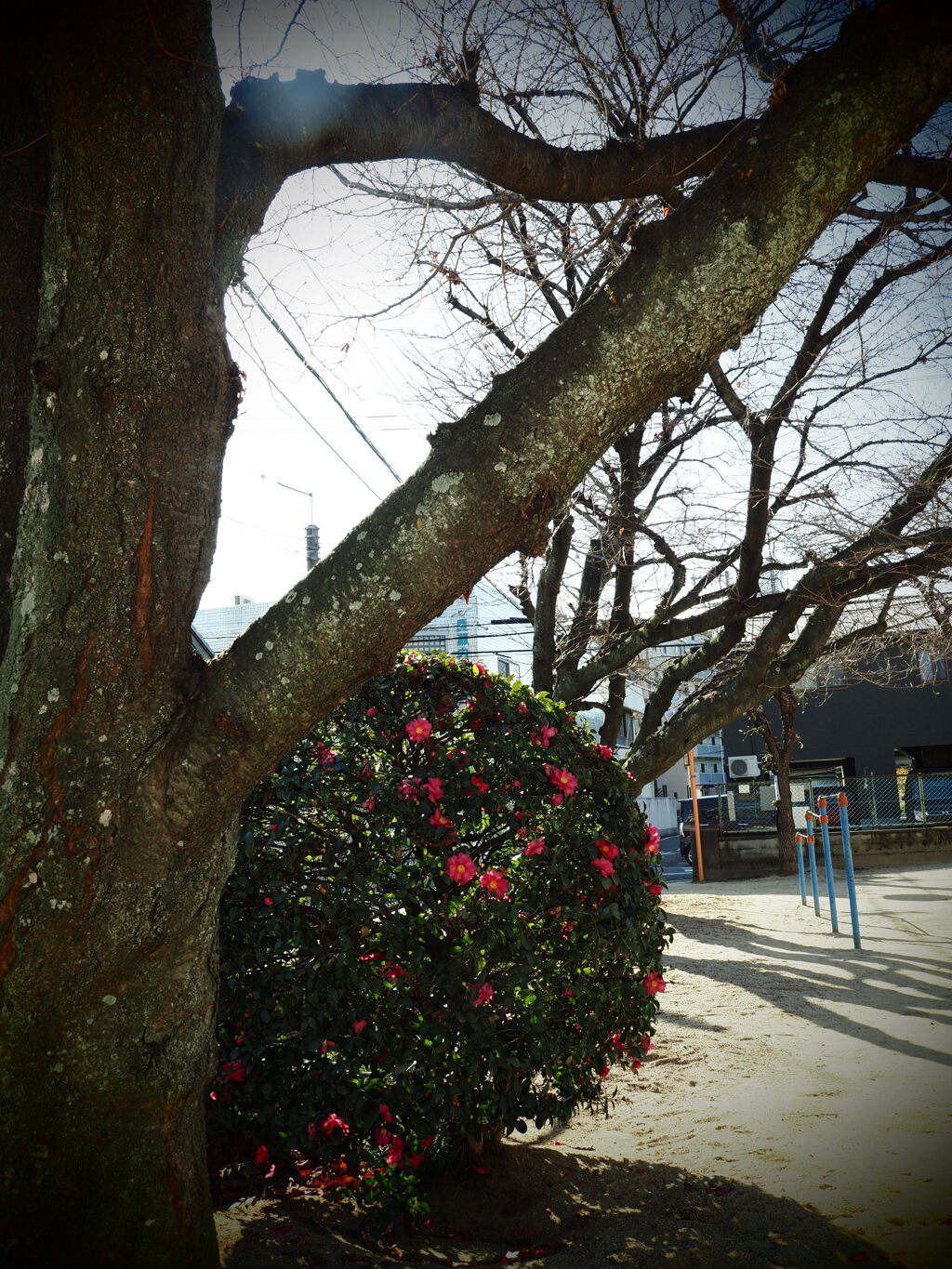 公園