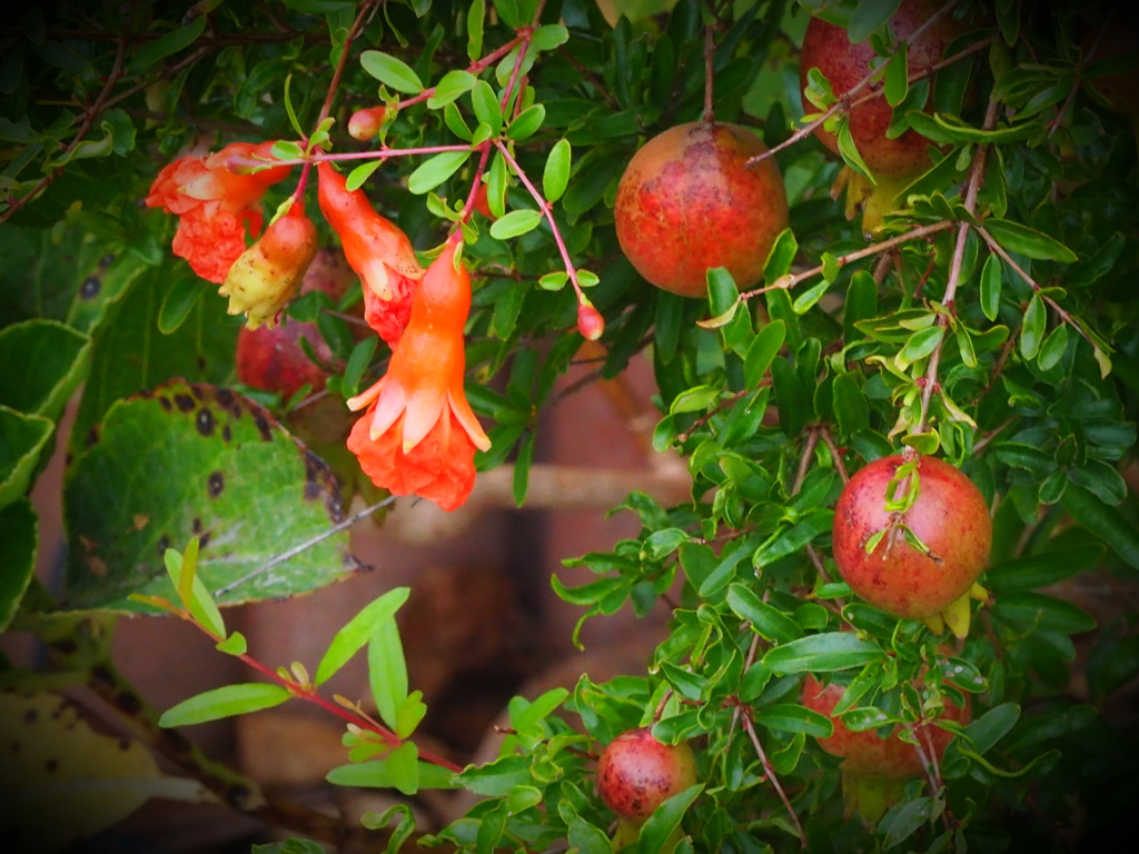 ミニザクロの花と実