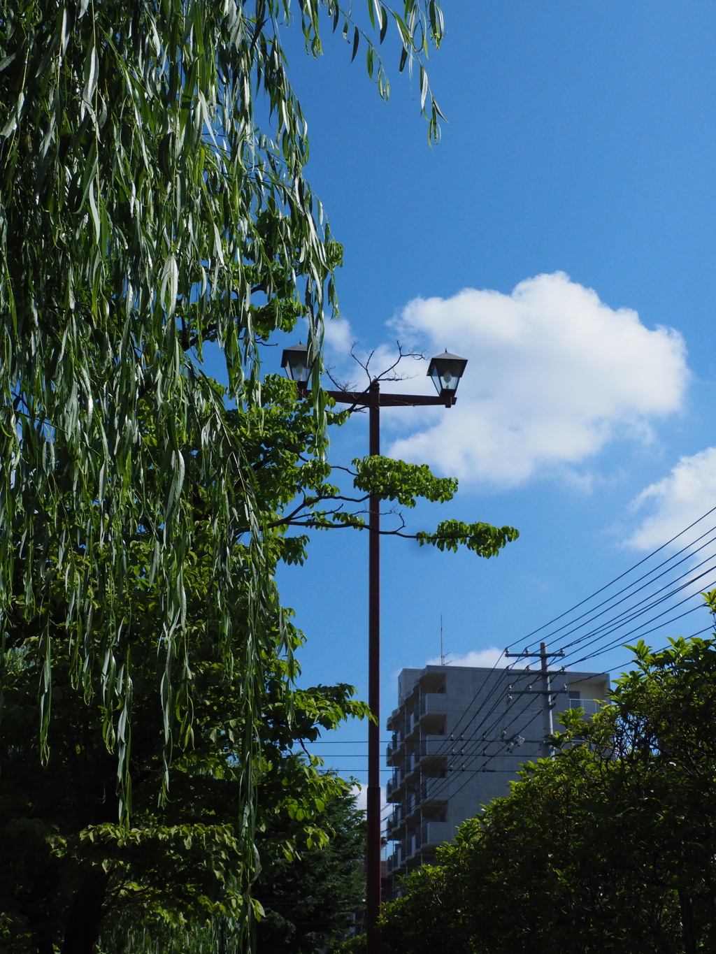 柳と青空