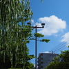 柳と青空