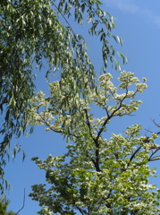 青空と新緑