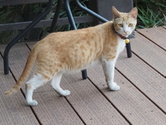橋の上で；あんただれ？と猫がやってきた
