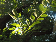 朝日燦燦と