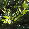 朝日燦燦と