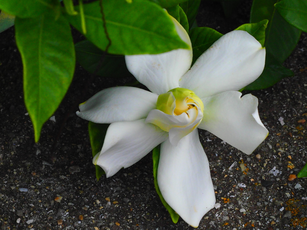 くちなしの花
