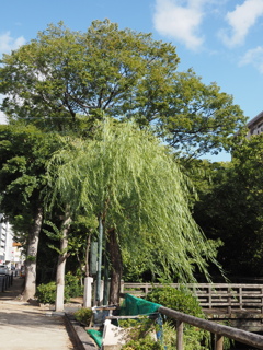 大木泰然自若　柳は揺れて。