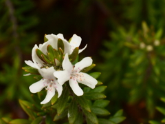 冬に咲く小さな花；白