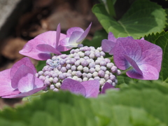 紫陽花；ピンク