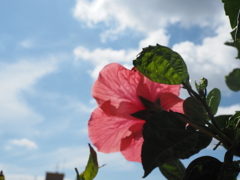 花と空　