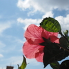 花と空　