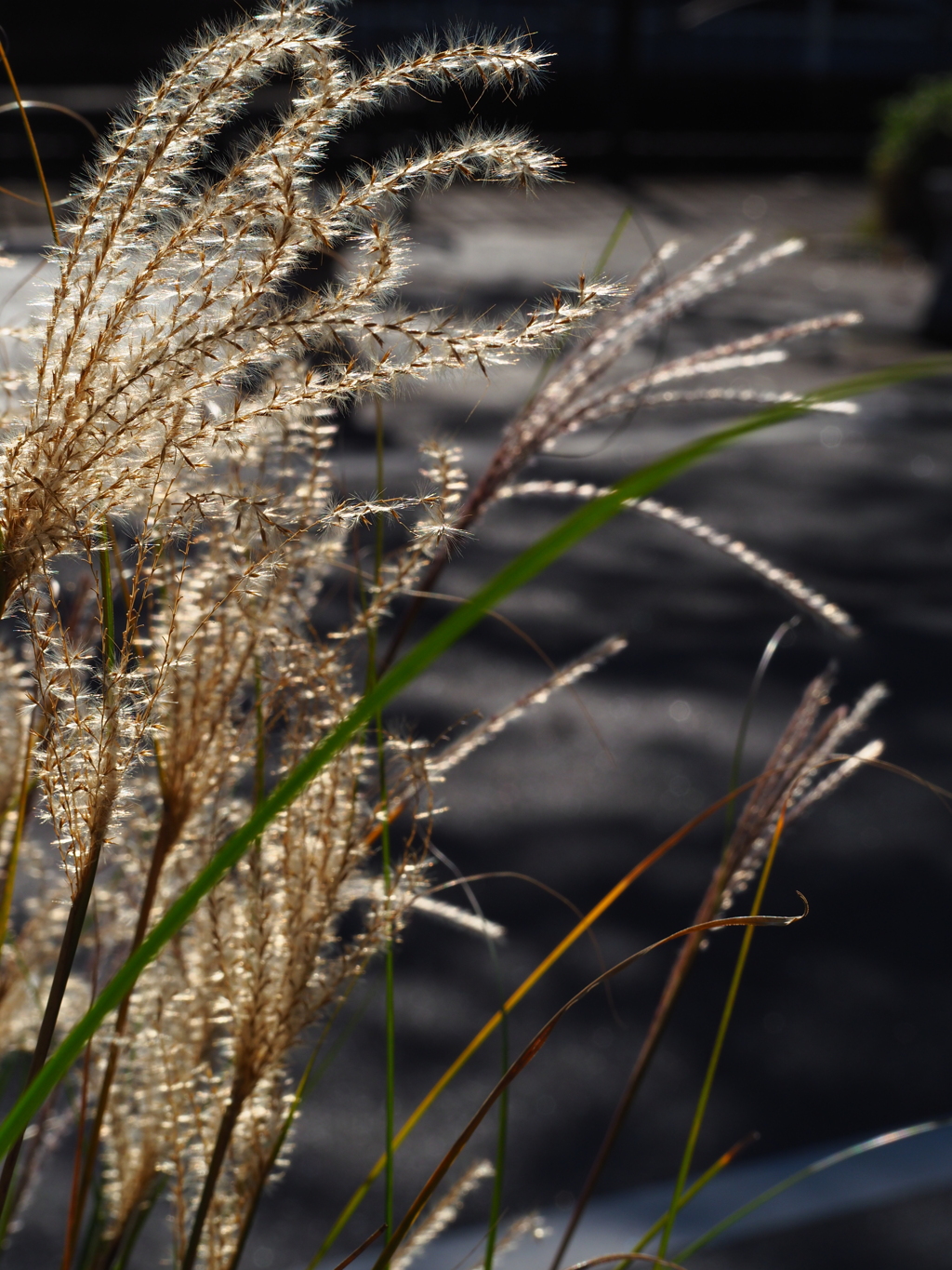 すすき；陽を受けて