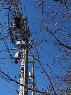 重装備の電柱と桜の花芽