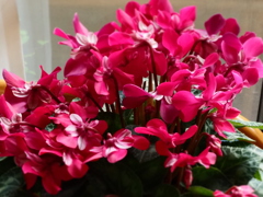 シクラメン　マスで