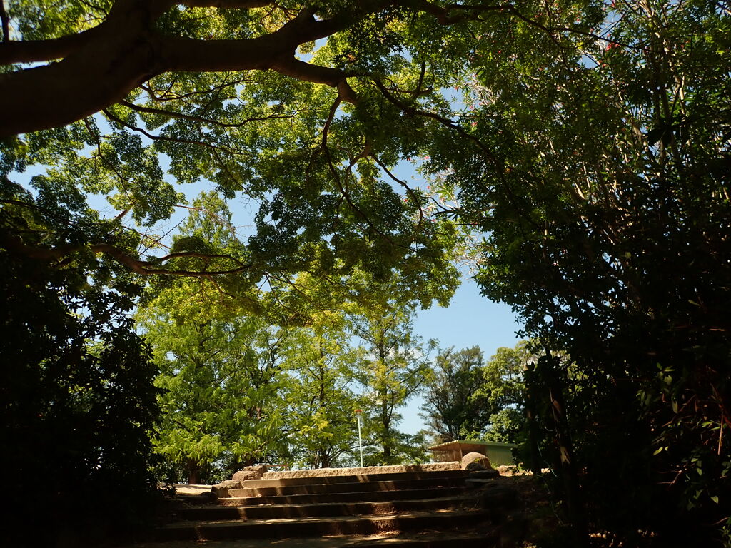 木陰２