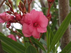 キョウチクトウ:赤 キョウチクトウ:赤