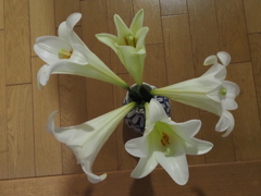 百合の花（１）