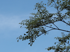 今日の空