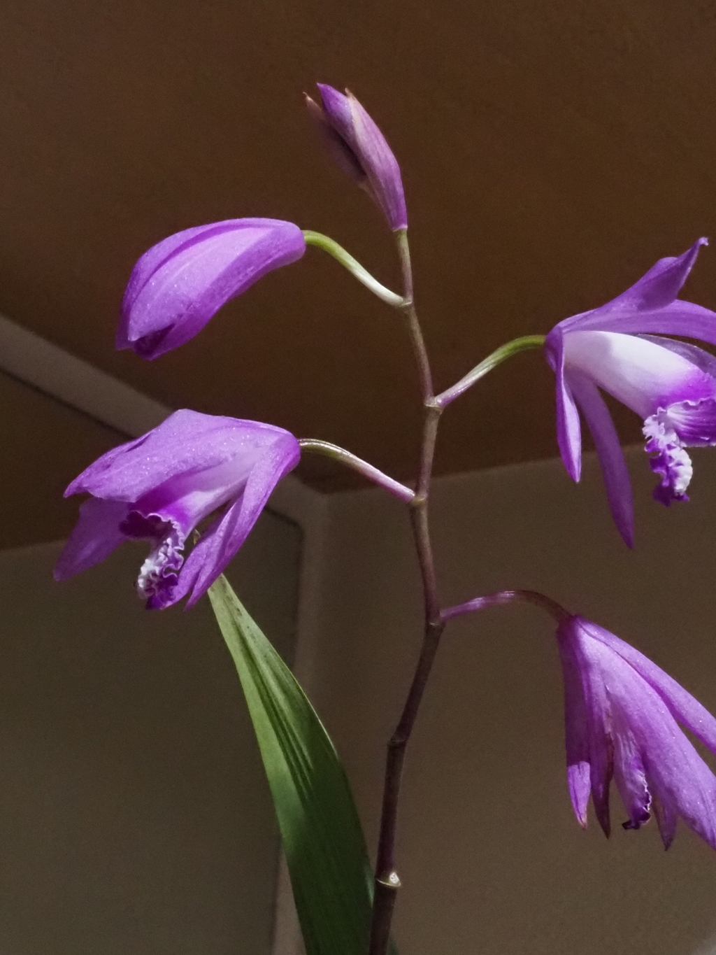 切り花；紫蘭