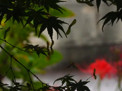 モミジのプロペラ