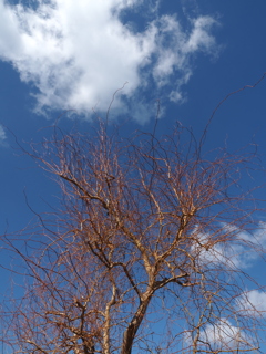 青空と樹