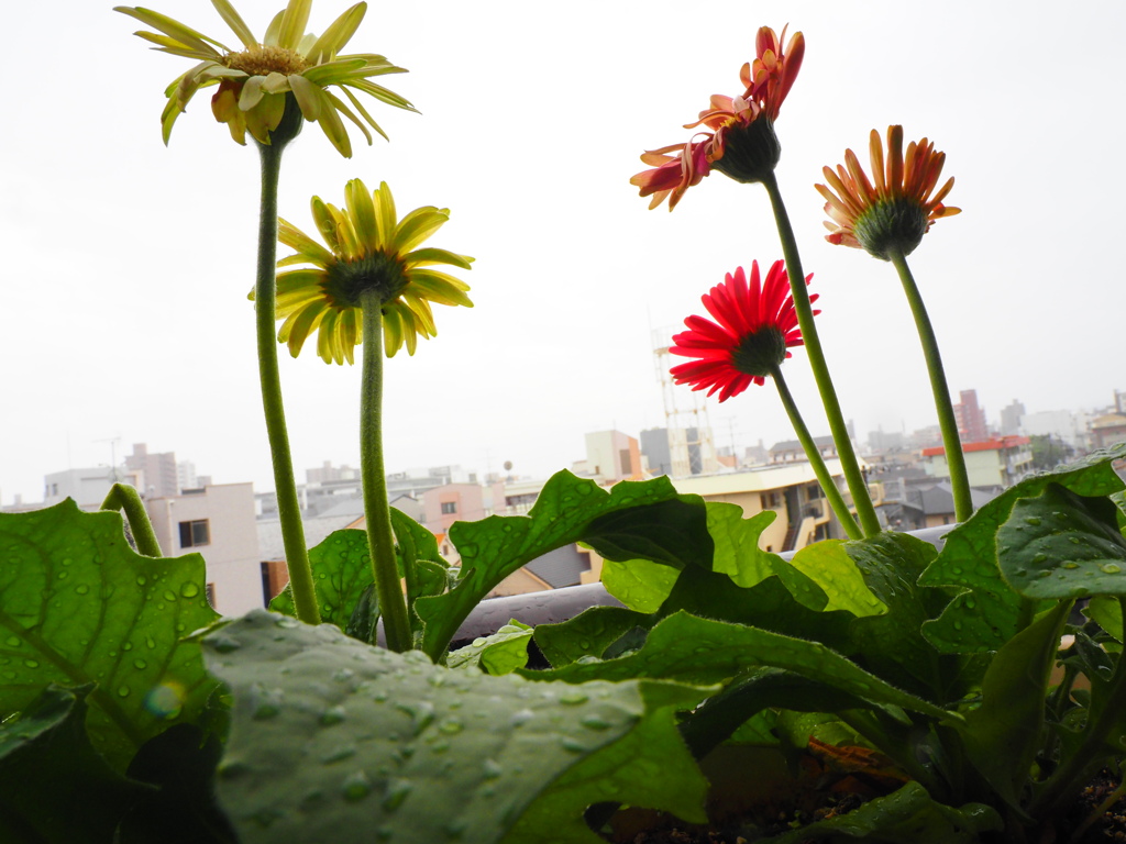 雨に濡れて（２）