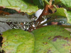 蜘蛛の巣の集めた水滴