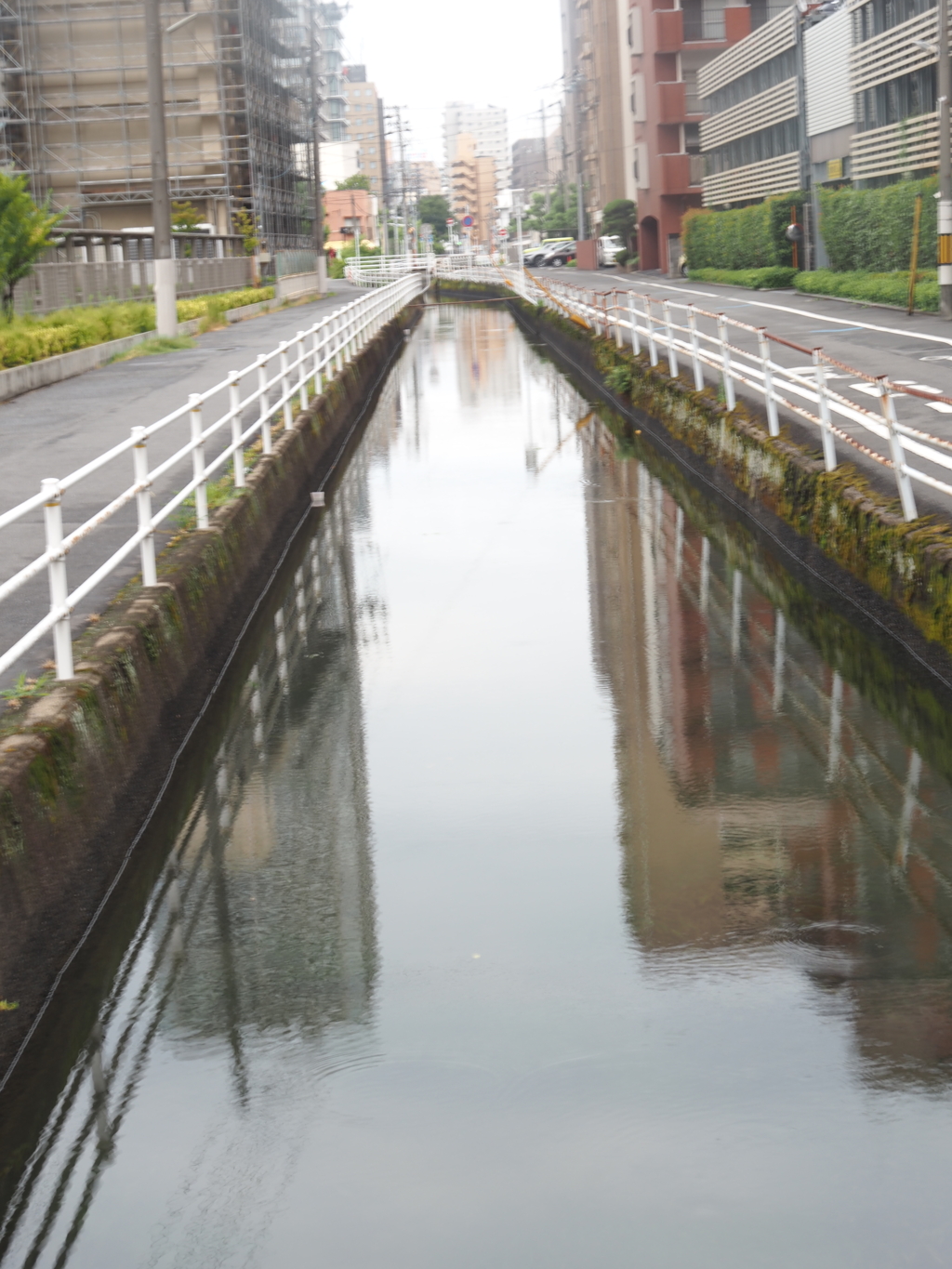 朝の水路沿い