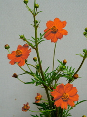 コスモスの一種でしょうか