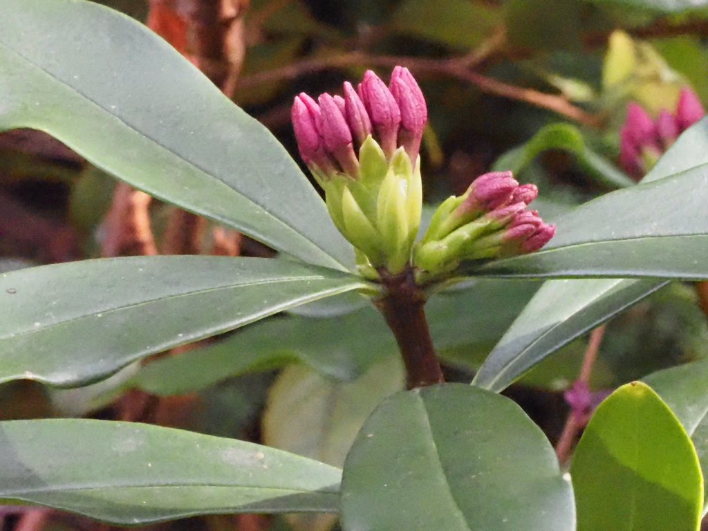 沈丁花の蕾