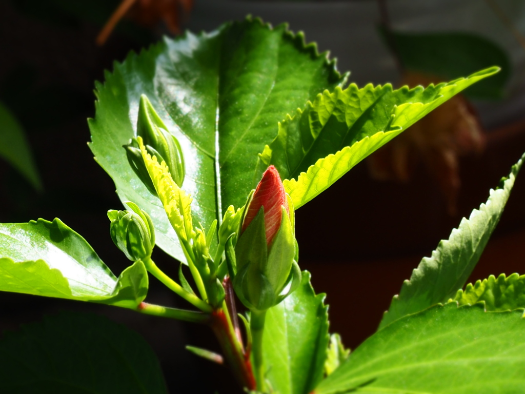 ハイビスカス、つぼみつきました