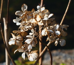 枯れ紫陽花