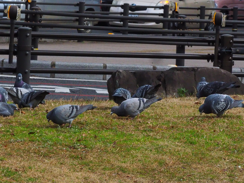 交差点脇の芝生に鳩が群れています。