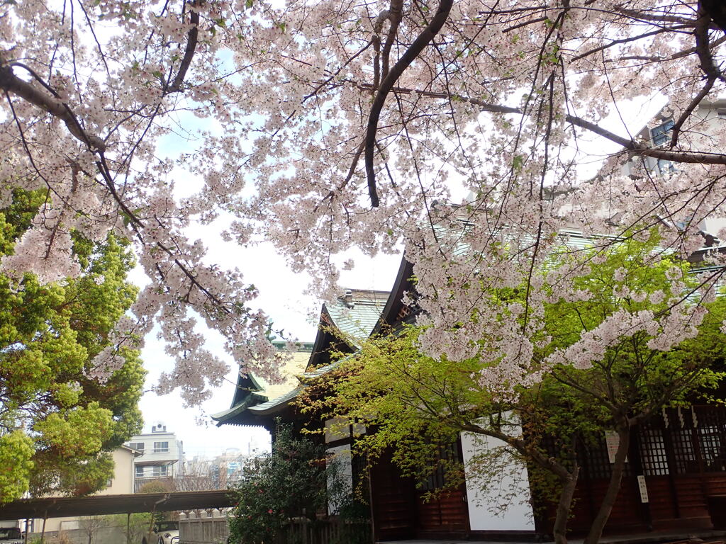 近くの神社の桜