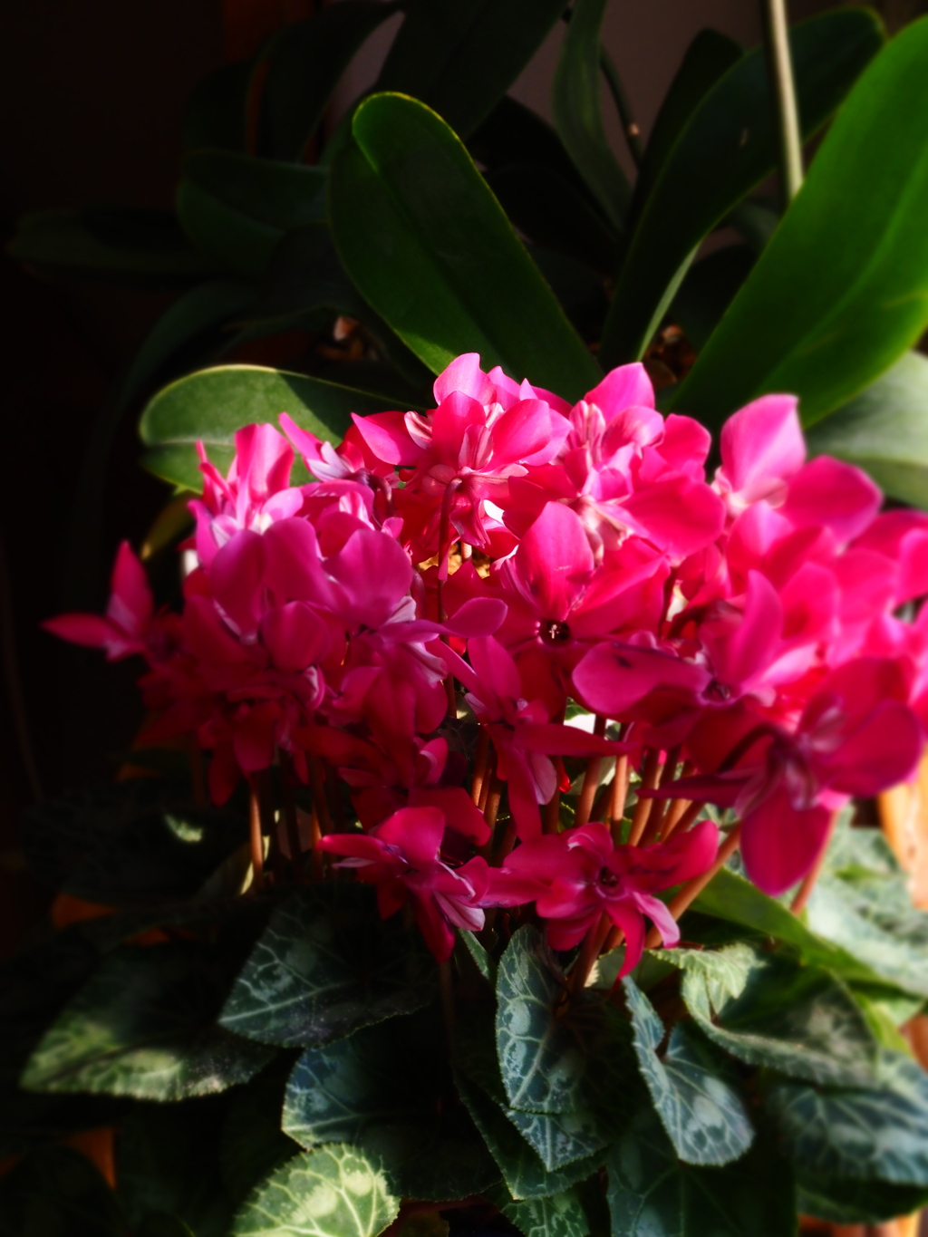 シクラメン満開