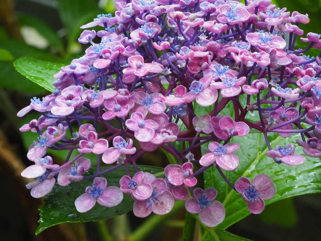 お多福紫陽花