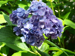 まだ紫陽花