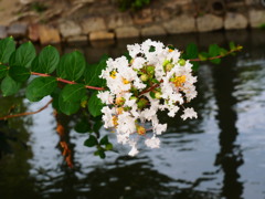 白花さるすべり