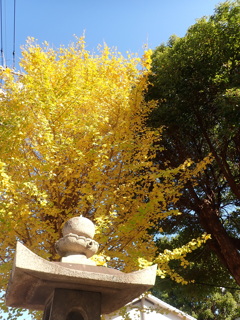 神社境内のいちょう