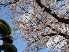 桜