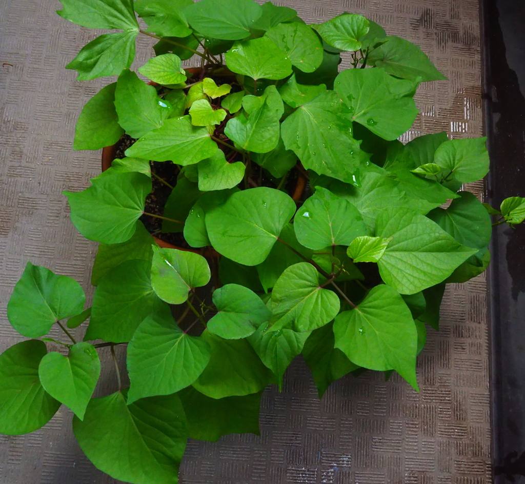 サツマイモの葉