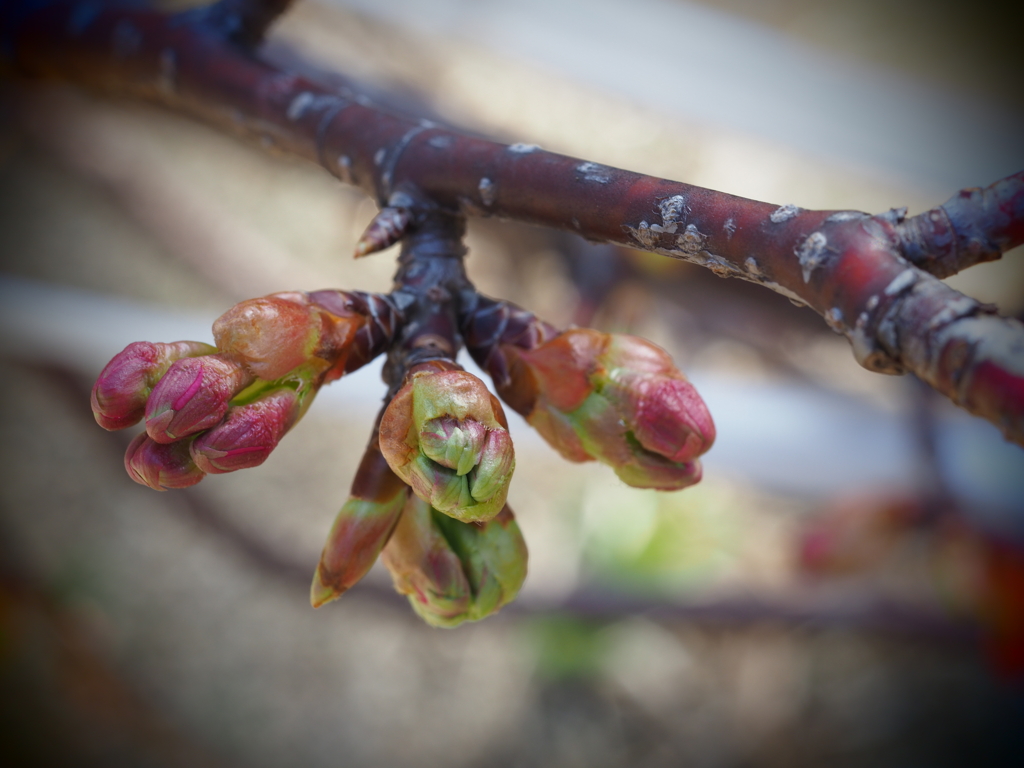 花芽がかわいい