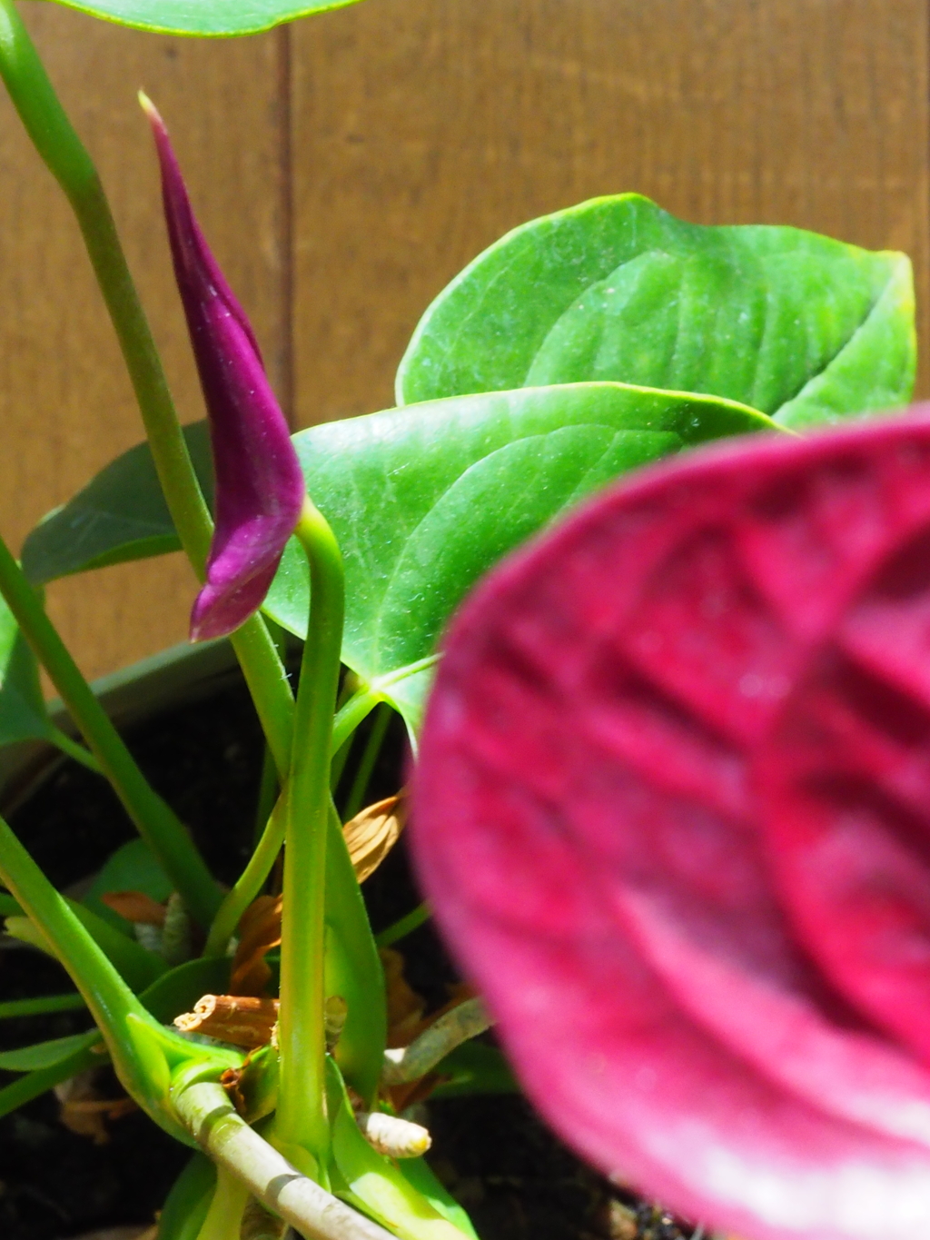 アンスリューム