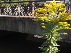 橋の欄干と花
