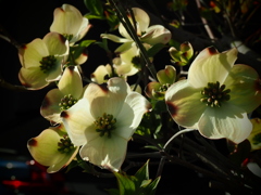 ハナミズキ　白