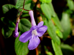 咲き始めました